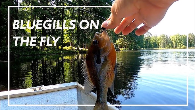 How to catch Bluegills on a Fly Rod 