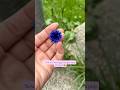 I grow flowers in weird places too! 🌸 #flowers #cornflower #gardening #shorts