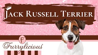 Jack Russell Terrier Breed Facts