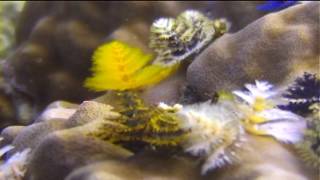 Details CHRISTMAS TREE WORM 24 01 MANY COLORS (48 sec) Guide