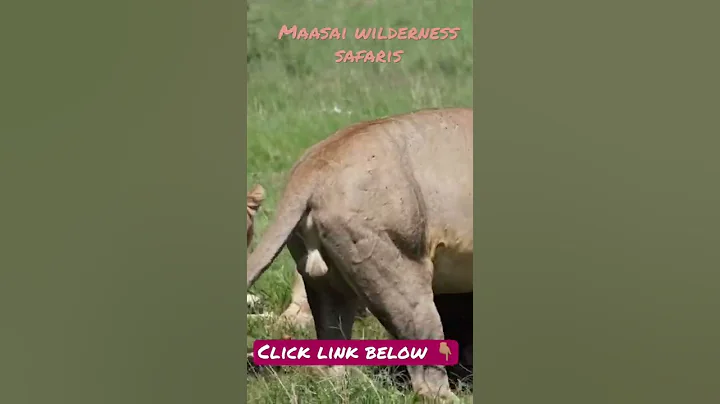 It’s just us. #wildlife #wildlifephotography #love #bigcats #shorts #trendingshorts #viral #lion