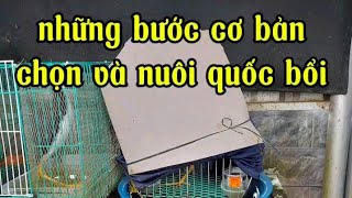 Chọn và nuôi quốc bổi một cách hiệu quả 