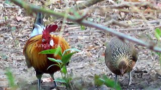 Indian Wildlife Safari - Red Jungle Fowl with female