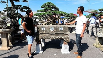 Những siêu phẩm tuyệt đẹp tại triển lãm cây cảnh Hải Dương 2017