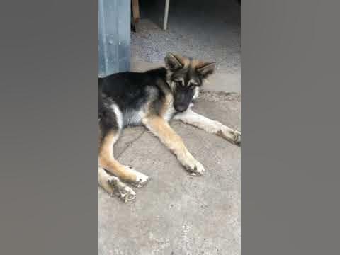 Хаски 🔥 смесь с овчаркой 🔥 - YouTube