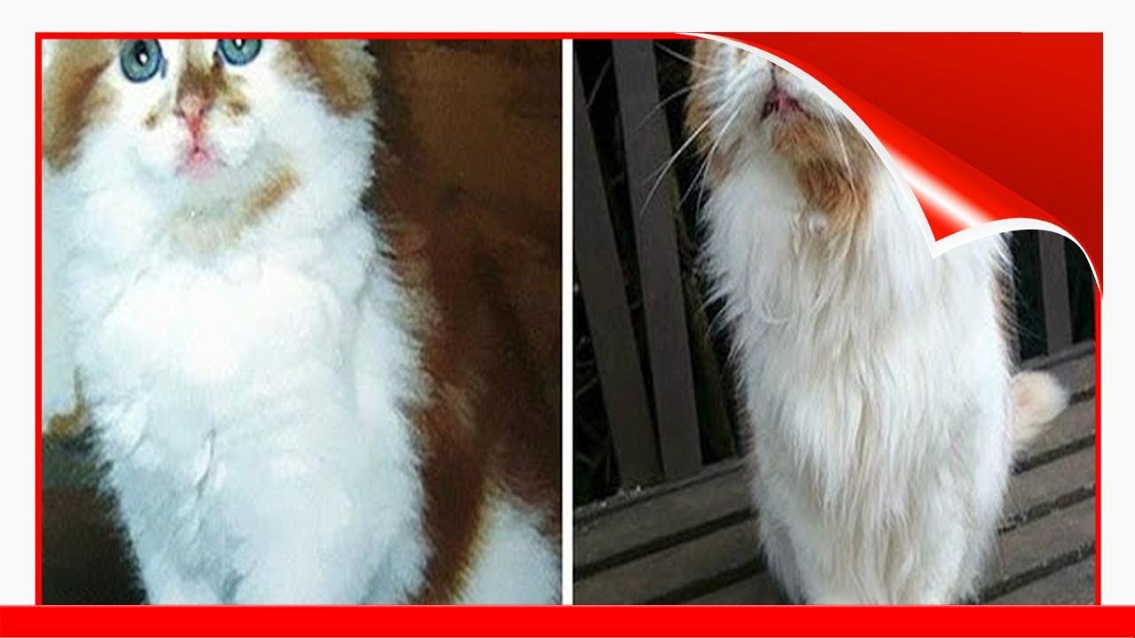 Meet Rubble, The WorldS Oldest Living Cat At Age 31 !