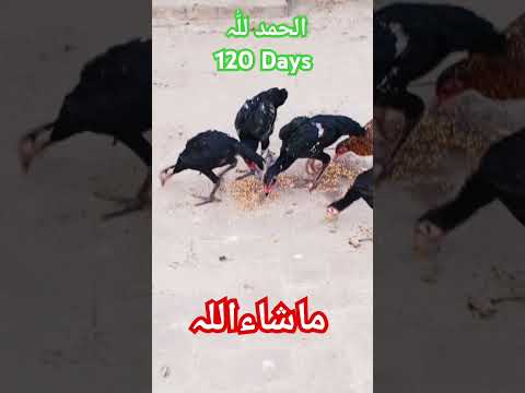 #aseelmurga #aseel #birds #aseellovers #roosterfarm #chicken