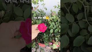 Gulab mein Buds aaye? Ab kya kare 🌹 | Flower Boost Tips 😍#shorts #garden hack