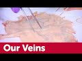 Veins in the human body  operation ouch  da vinci tv