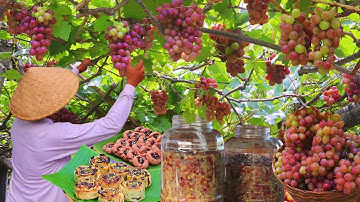 GRAPES from Vineyard to Table | Harvest Grapes, Make Wine, Grill Pork, Jam & more Grape Treats