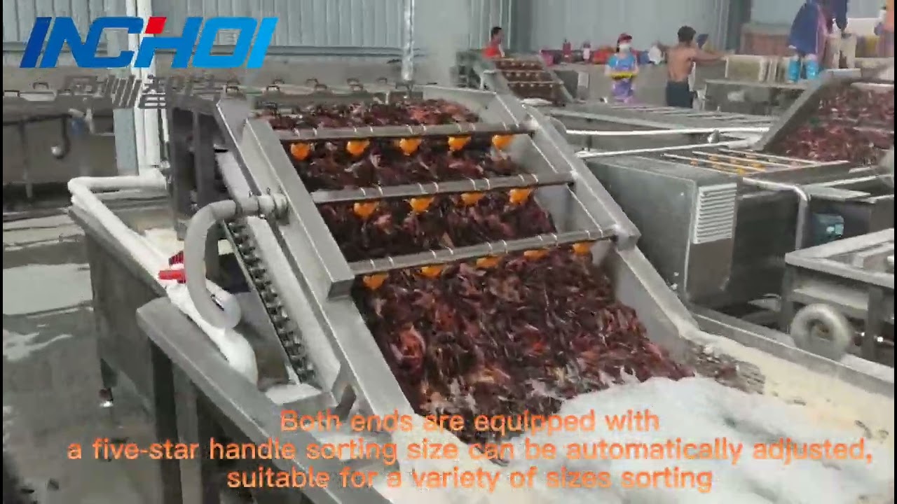 Lobster tail grading production line龙虾尾分级生产线