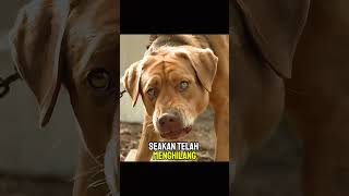 Gentle Dog Turned Into Monster Due to Human Cruelty