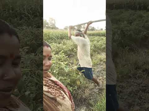 baigan ka jhar nikaalne ka short video#farming #agriculture #kheti