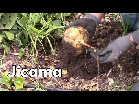 تصویری: اطلاعات رشد جیکاما - درباره گیاهان جیکاما بیاموزید