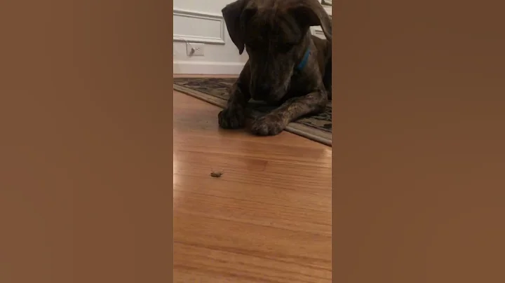 Our six month old puppy meets his first marmorated...
