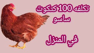 دراسه جدوي تسمين 100 كتكوت ساسو مكسب 7,660 جنيه 💵