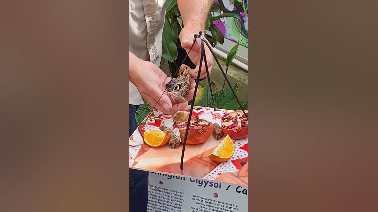 🦋 Witness the Magical Moment Butterflies Unleashed at Plantasia