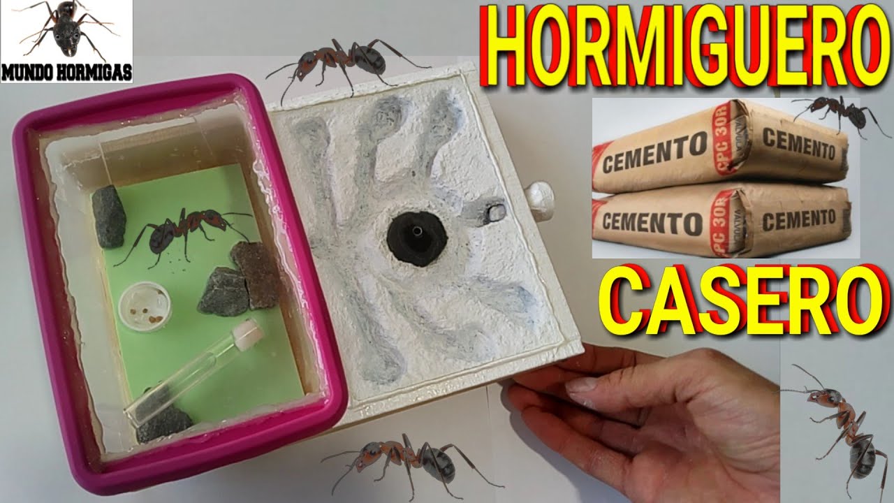 hormiguero-casero-de-cemento-hormiguero-barato-con-cemento-nivel