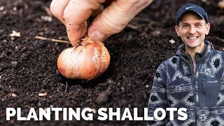 How to Plant Shallots