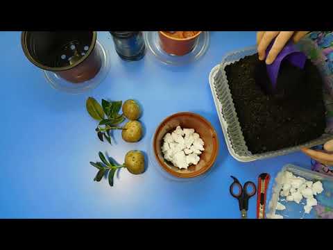 ЧЕРЕНКИ В КАРТОШКЕ ! РЕЗУЛЬТАТ !