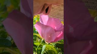 RUGOSA ROSES in New Jersey for a Viewer in FRANCE #gardentour #wildflowers #jerseyshore
