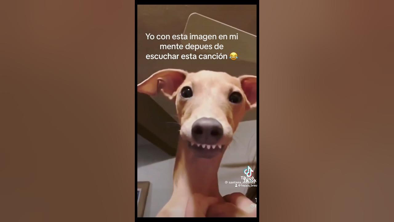 HAZME COMO EL PERRO BEBE AGUA 💦 - YouTube