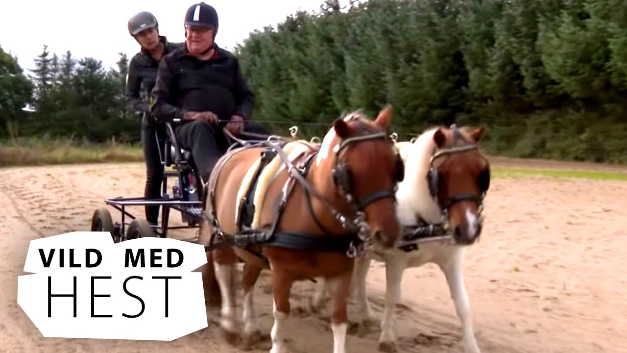 VILD MED HEST (