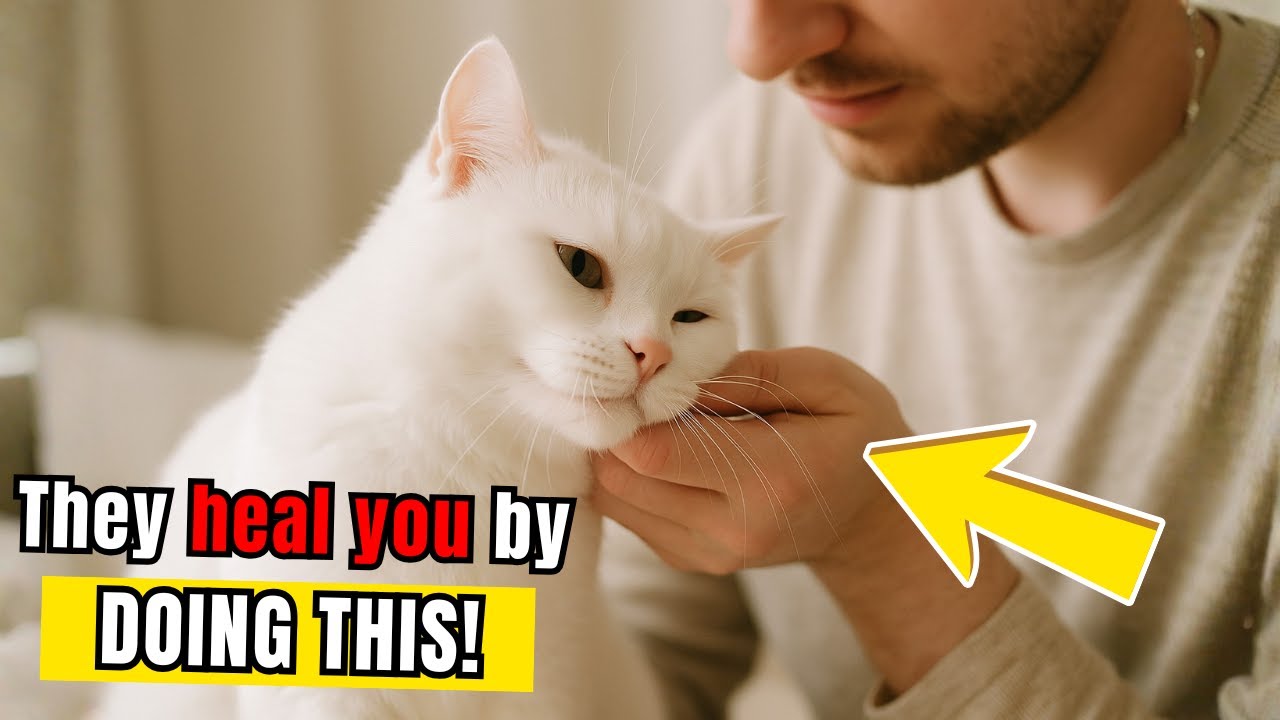 7 вещей, которые делают кошки, когда пытаются исцелить вашу энергию