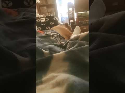 Copper Stuck To Me Like Glue Doggielife Shortvideo 