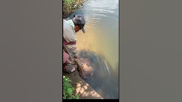 Catch the fish  #fishingvideo #fishing #catch #catch