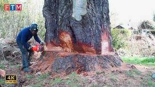 Extreme Large Tree Felling Process In The Usa – You Won’t Believe What They Do With Massive Logs