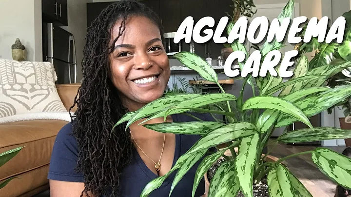 My Aglaonema Collection | How to Care for Aglaonemas | Plant Care Tips and Maintenance