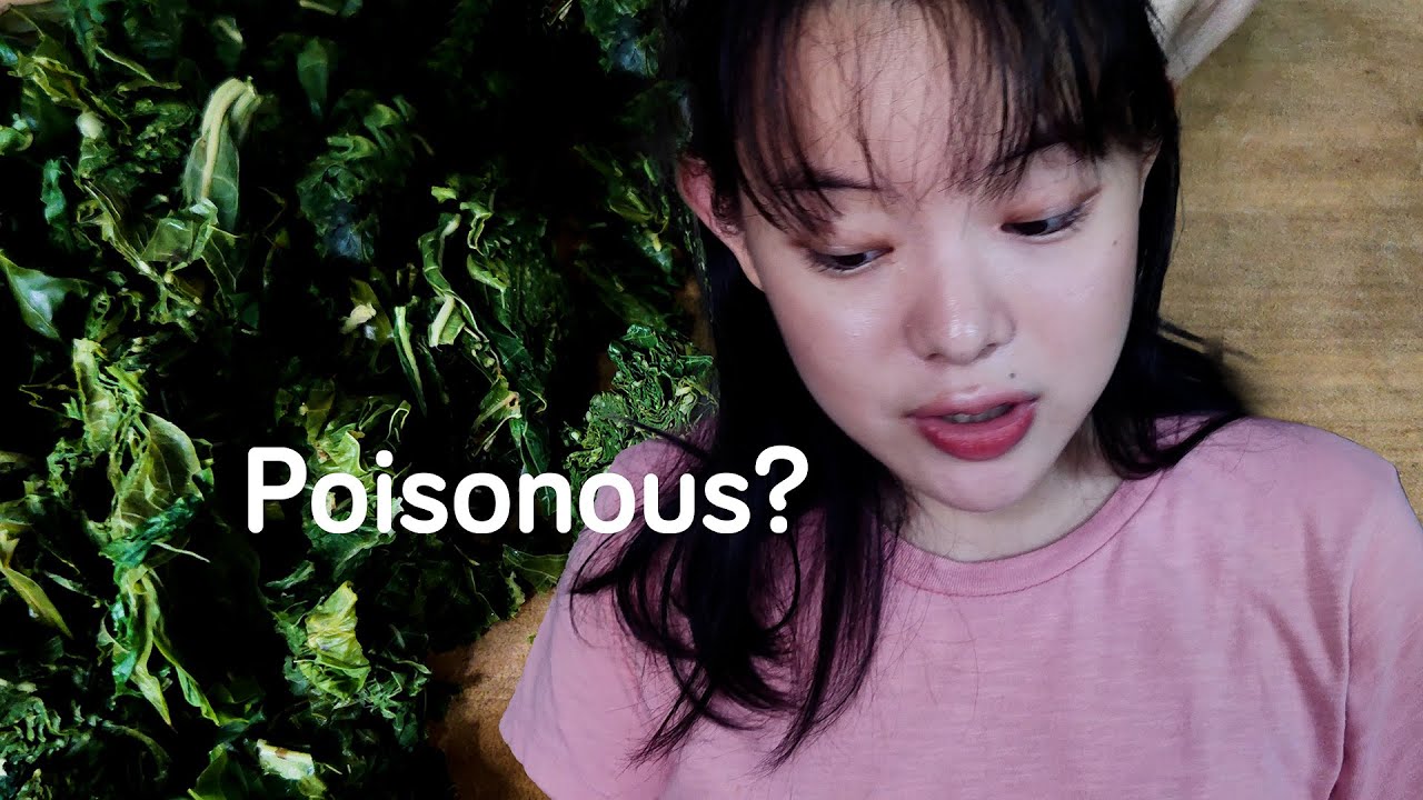 The Poisonous Superfood Eaten By Millions | Cassava Leaves and Indonesian Curry Recipe