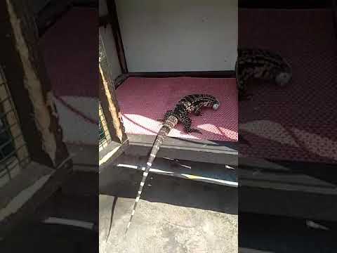 Tegu chacoan argentina sarapan pagi tikus putih