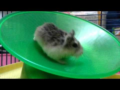 the-funny-roborovski-hamster