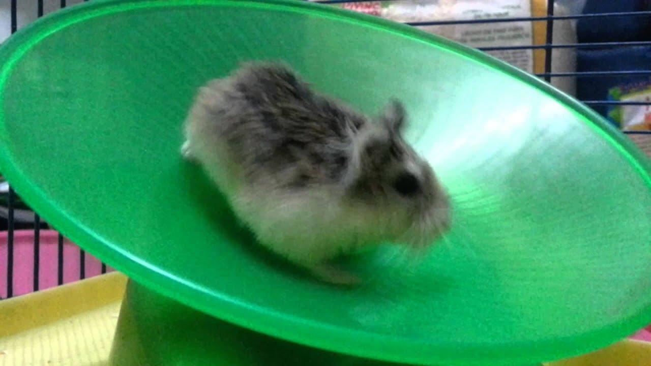 The funny Roborovski Hamster 