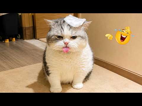 Funny Cats Acting Weird 😂😹 Best Funny Cat Compilation 2026