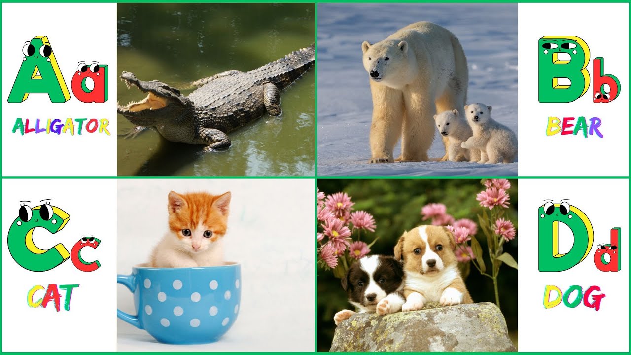 A for Alligator🐊 B for Bear 🐻 | Learn ABC Alphabet Song A to Z - YouTube