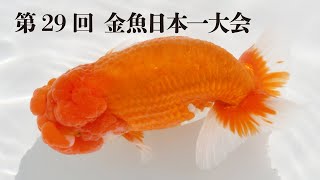 第29回金魚日本一大会（金魚品評会 弥富）特別賞・親魚優勝魚をご紹介