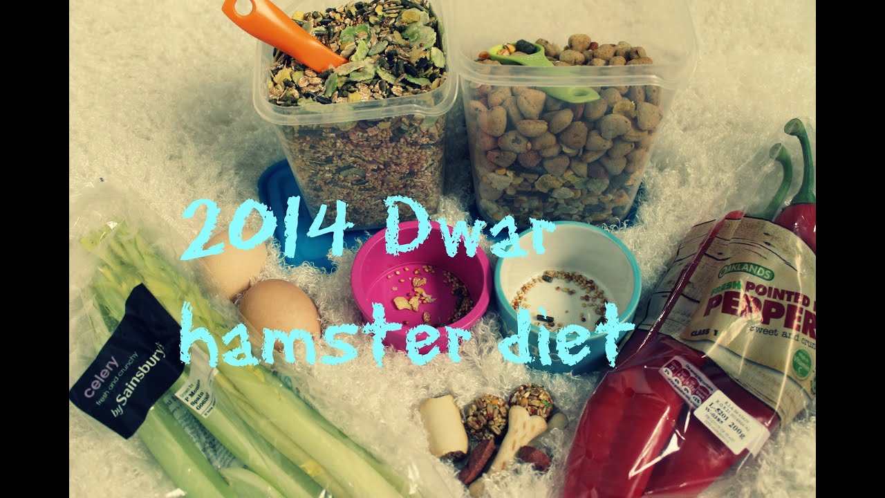 2014 Dwarf Hamster Diet | Updated: HD
