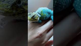You Have Never Seen A Collared Lizard Do This