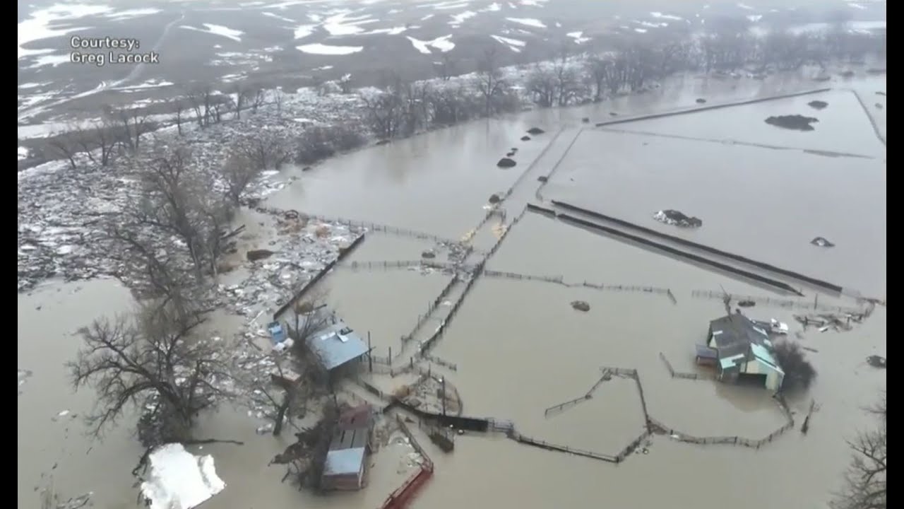 Rancher describes race to save cattle from Milk River flooding