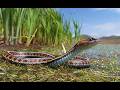 6.4 The Animal That Leaves a “Chastity Belt” After Mating | garter snake | mate guarding