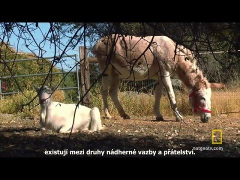 Video: Různé Pit Bull odrůdy