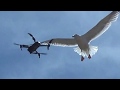 Goeland contre drone  gull versus drone