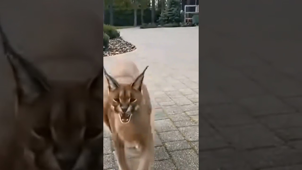pet puma 😱😰 