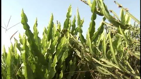 Como fazer a secagem de plantas medicinais?