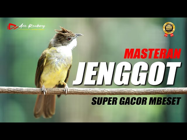 MASTERAN CUCAK JENGGOT GACOR SUPER MEWAH class=