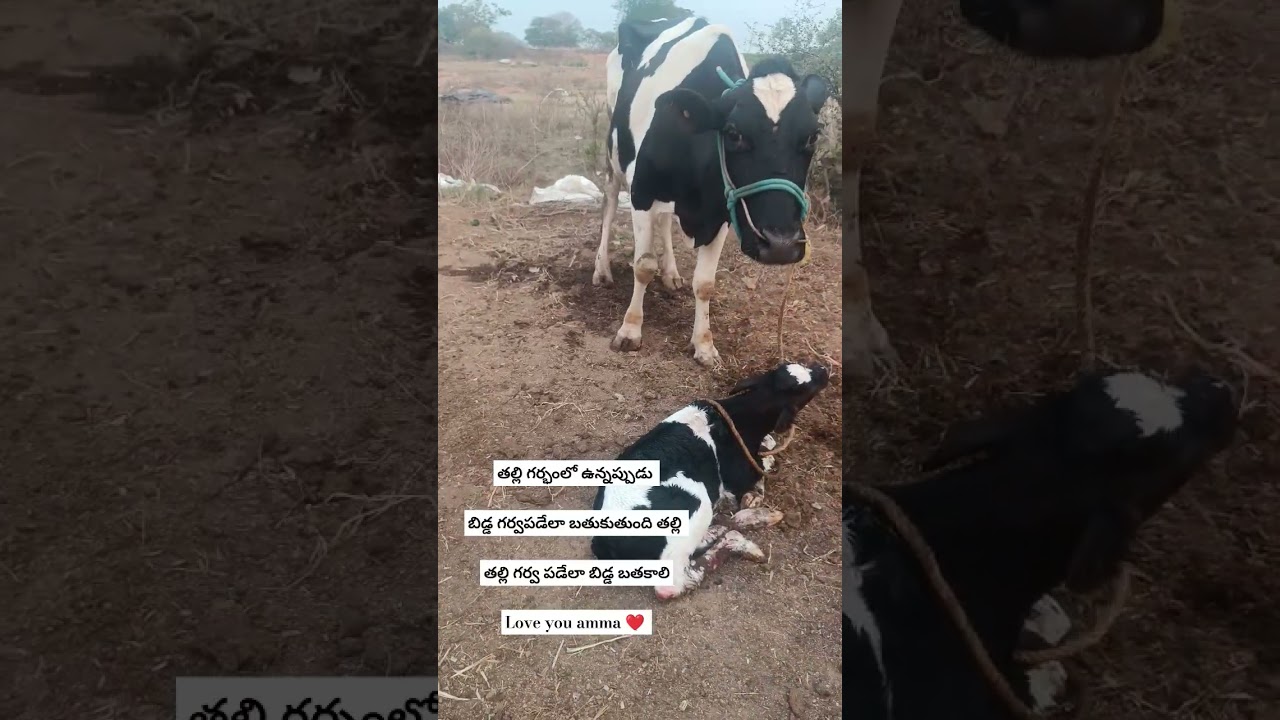 love you amma ❤️