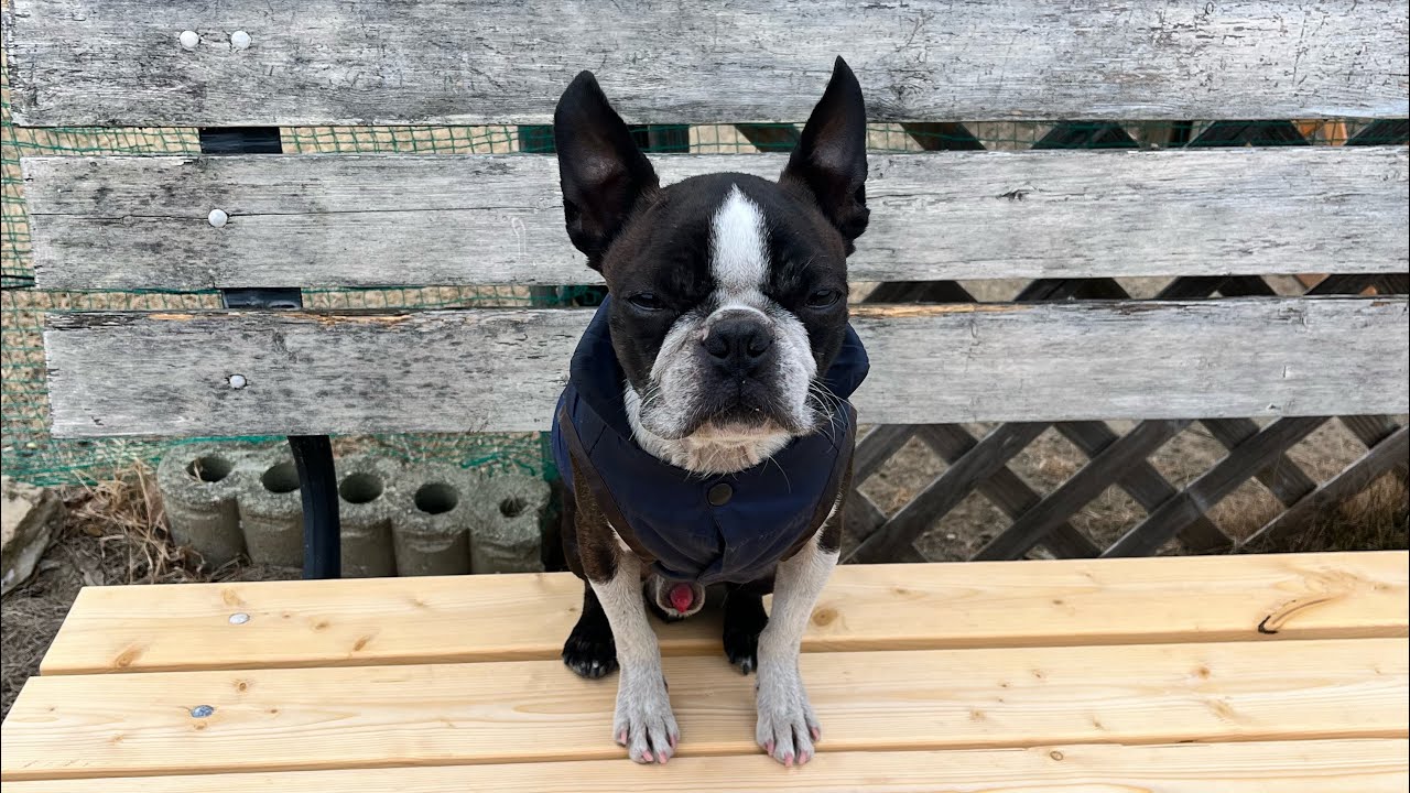 ドッグラン折原で遊んできたよ/ボストンテリアむさし